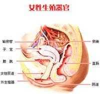 孕期阴唇瘙痒（孕期外阴瘙痒的怎么办）  第2张