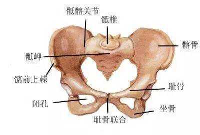 胎儿顶盆骨(胯顶是什么) 第3张 胎儿顶盆骨(胯顶是什么) 第3张