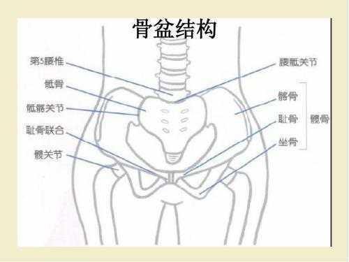 胎儿顶盆骨(胯顶是什么) 第2张 胎儿顶盆骨(胯顶是什么) 第2张
