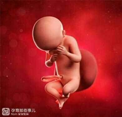 30周胎儿位置(30周肚子有多大) 第3张 30周胎儿位置(30周肚子有多大) 第3张