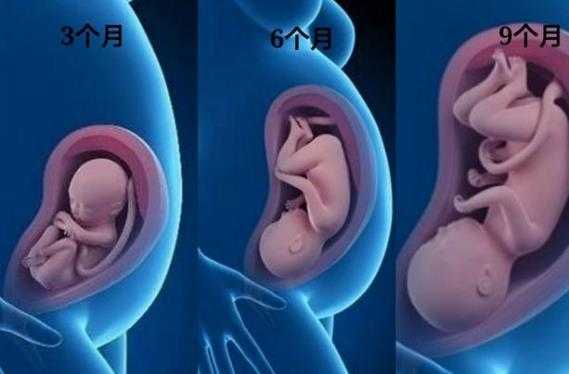 怀孕6月胎儿图片(2021怀孕的属相) 第2张 怀孕6月胎儿图片(2021怀孕的属相) 第2张