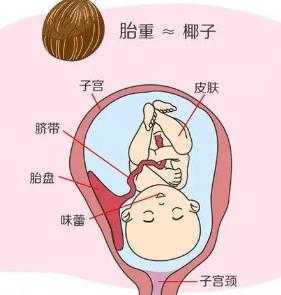 孕5月胎儿位置(孕5月胎儿位置示意图) 第2张 孕5月胎儿位置(孕5月胎儿位置示意图) 第2张
