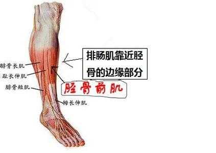 孕期小腿胀痛(孕晚期小腿肌肉疼怎么回事) 第2张 孕期小腿胀痛(孕晚期小腿肌肉疼怎么回事) 第2张