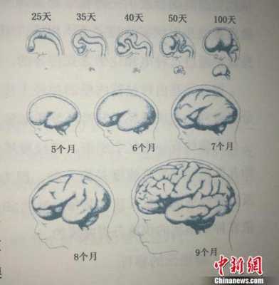 怀孕35周胎儿发育情况(早产儿多久脑部发育正常) 第1张 怀孕35周胎儿发育情况(早产儿多久脑部发育正常) 第1张