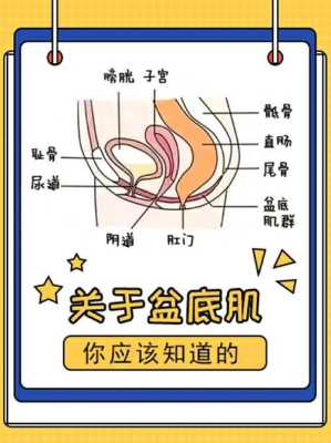 孕期盆底肌（孕期盆底肌）  第2张