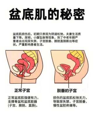 孕期盆底肌（孕期盆底肌）  第1张