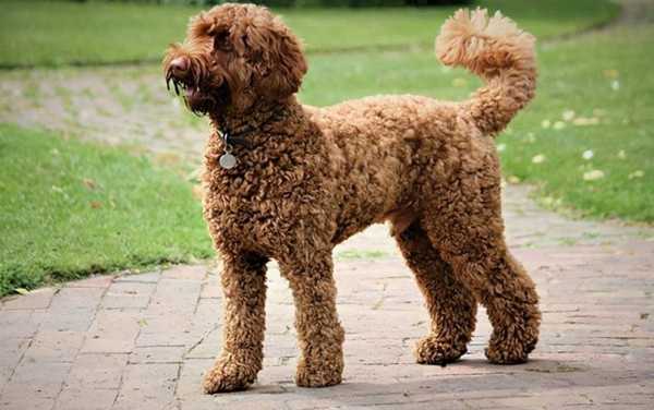 六个月贵宾犬,狗狗缺钙导致腿变形还能矫正吗,孕期中度缺钙怎么补 第2张 六个月贵宾犬,狗狗缺钙导致腿变形还能矫正吗,孕期中度缺钙怎么补 第2张