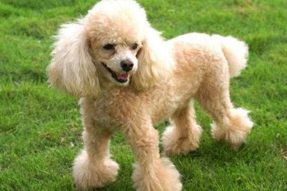 六个月贵宾犬,狗狗缺钙导致腿变形还能矫正吗,孕期中度缺钙怎么补 第3张 六个月贵宾犬,狗狗缺钙导致腿变形还能矫正吗,孕期中度缺钙怎么补 第3张