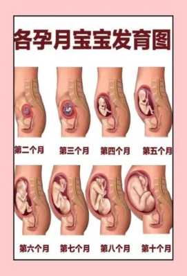 孕期子宫位置变化(孕期子宫位置变化口诀) 第2张 孕期子宫位置变化(孕期子宫位置变化口诀) 第2张