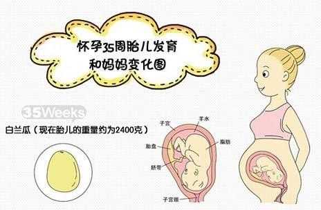 孕35周胎儿出生会怎样的呢?要怎么预防早产的,孕周35周胎儿发育标准数据 第1张 孕35周胎儿出生会怎样的呢?要怎么预防早产的,孕周35周胎儿发育标准数据 第1张