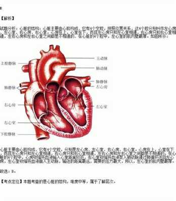 胎儿左心室强光点的原因（左心室有强光点是什么意思）  第2张