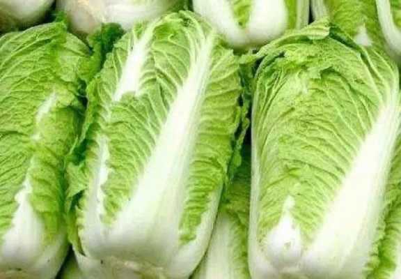 孕期吃白菜好吗(九个月宝宝可以吃大白菜吗) 第2张 孕期吃白菜好吗(九个月宝宝可以吃大白菜吗) 第2张