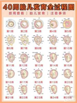 孕期各周变化(孕期周变化表) 第1张 孕期各周变化(孕期周变化表) 第1张