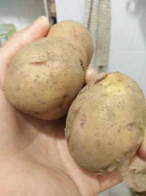 谁在孕期吃过发芽土豆(吃发芽土豆中毒的症状) 第1张 谁在孕期吃过发芽土豆(吃发芽土豆中毒的症状) 第1张