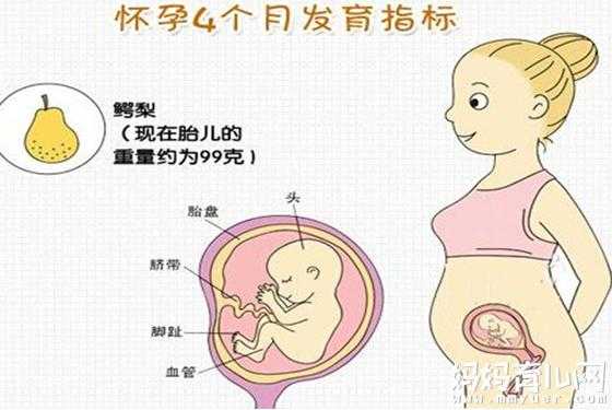 4个月胎儿的模样是什么样子的?都发育什么了,胎儿孕育图片 第2张 4个月胎儿的模样是什么样子的?都发育什么了,胎儿孕育图片 第2张