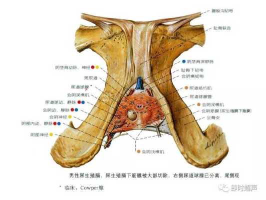 小阴唇肥大怎么办,胎儿阴囊大是什么原因 第2张 小阴唇肥大怎么办,胎儿阴囊大是什么原因 第2张
