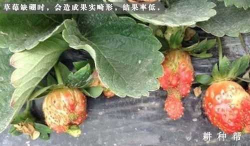 草莓头胎儿(草莓头胎儿出生后有什么症状) 第1张 草莓头胎儿(草莓头胎儿出生后有什么症状) 第1张