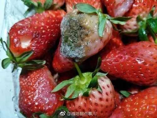 草莓头胎儿(草莓头胎儿出生后有什么症状) 第3张 草莓头胎儿(草莓头胎儿出生后有什么症状) 第3张