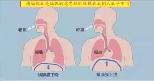 孕32周宝宝打嗝频繁怎么回事,胎儿横膈肌应该什么位置 第3张 孕32周宝宝打嗝频繁怎么回事,胎儿横膈肌应该什么位置 第3张