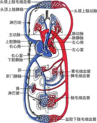 胎儿肺循环（新生儿肺动脉高压能自愈吗）  第1张