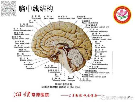 脑中线居中是什么意思啊,胎儿脑中线居中是什么意思 第1张 脑中线居中是什么意思啊,胎儿脑中线居中是什么意思 第1张