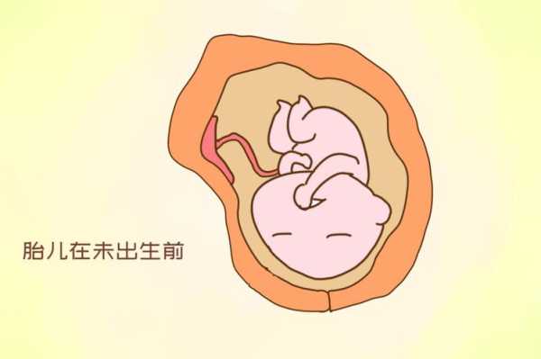 胎儿算自然人吗,胎儿是不是自然人 第1张 胎儿算自然人吗,胎儿是不是自然人 第1张
