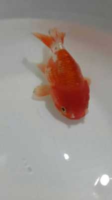 胎儿头围变小(金鱼头朝下是怎么回事) 第3张 胎儿头围变小(金鱼头朝下是怎么回事) 第3张