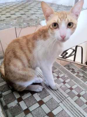 胎儿瘦的原因（猫咪怀孕瘦了正常吗）  第3张