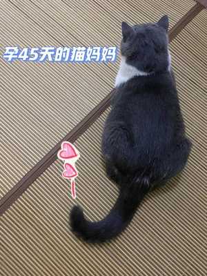 胎儿瘦的原因（猫咪怀孕瘦了正常吗）  第2张