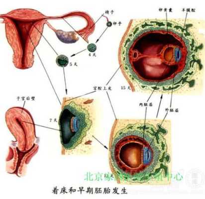 胎儿着床位置(胎儿多少天开始着床) 第1张 胎儿着床位置(胎儿多少天开始着床) 第1张