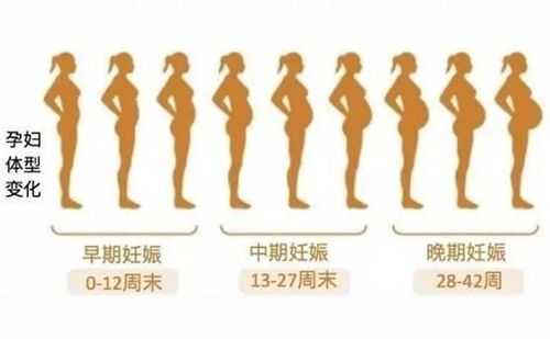 孕期肚子大小变化图(孕期肚子大小变化图片每个月) 第3张 孕期肚子大小变化图(孕期肚子大小变化图片每个月) 第3张