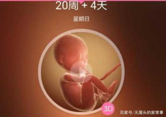 怀孕5个半月胎儿有多重?都发育什么了,五月胎儿发育情况 第1张 怀孕5个半月胎儿有多重?都发育什么了,五月胎儿发育情况 第1张