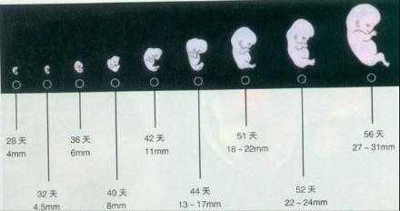 宝宝2月龄指哪几周,怀孕2月胎儿多大图片 第3张 宝宝2月龄指哪几周,怀孕2月胎儿多大图片 第3张