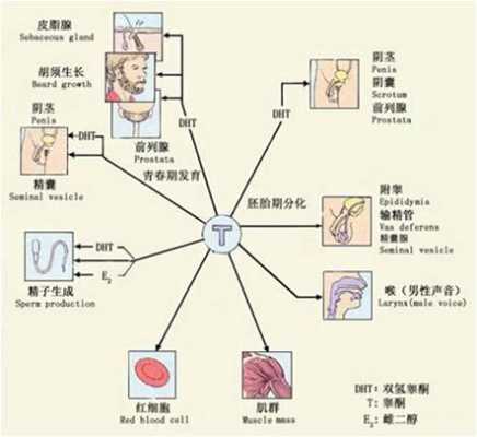 胎儿雄性激素(胎儿雄性激素高是怎么造成的) 第1张 胎儿雄性激素(胎儿雄性激素高是怎么造成的) 第1张