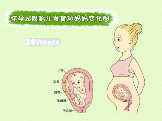 26周胎儿脐绕颈一周怎么办才好呢,怀孕26周的胎儿图片 第1张 26周胎儿脐绕颈一周怎么办才好呢,怀孕26周的胎儿图片 第1张