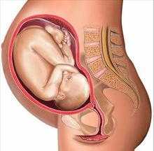 孕中期胎儿位置示意图（怀孕五个月胎儿位置）  第2张