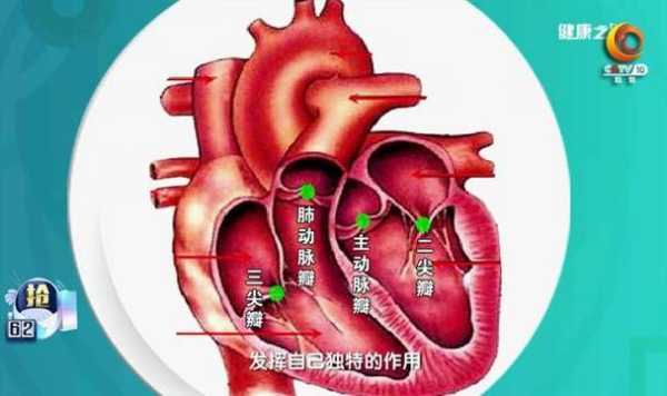 胎儿三尖瓣中度反流(三尖瓣中度返流怎么治) 第1张 胎儿三尖瓣中度反流(三尖瓣中度返流怎么治) 第1张