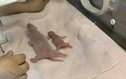 熊猫怀孕后的身体变化,熊猫胎儿为什么那么小 第3张 熊猫怀孕后的身体变化,熊猫胎儿为什么那么小 第3张
