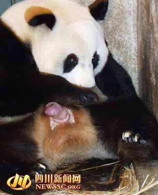 熊猫怀孕后的身体变化,熊猫胎儿为什么那么小 第1张 熊猫怀孕后的身体变化,熊猫胎儿为什么那么小 第1张