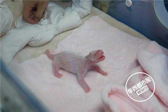 熊猫怀孕后的身体变化,熊猫胎儿为什么那么小 第2张 熊猫怀孕后的身体变化,熊猫胎儿为什么那么小 第2张