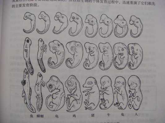 胎儿演化(催生衍生派生怎么区分) 第2张 胎儿演化(催生衍生派生怎么区分) 第2张