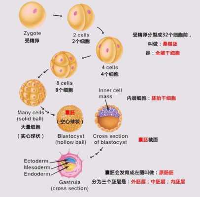 胎儿分化了（胎儿分化期）  第1张