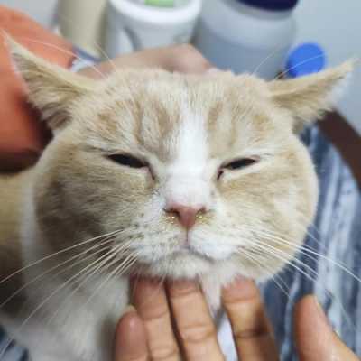 猫咪怀孕感冒了流鼻涕头还歪了是什么情况,猫怀孕期间感冒怎么办啊 第2张 猫咪怀孕感冒了流鼻涕头还歪了是什么情况,猫怀孕期间感冒怎么办啊 第2张