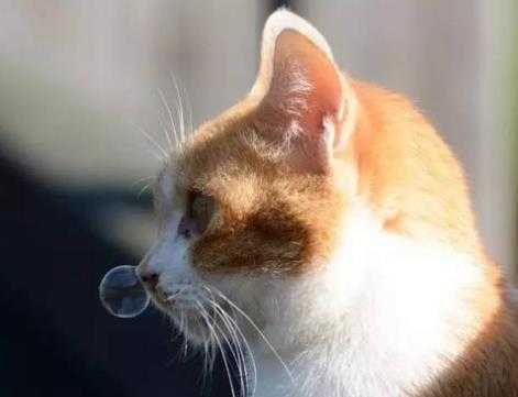 猫咪怀孕感冒了流鼻涕头还歪了是什么情况,猫怀孕期间感冒怎么办啊 第1张 猫咪怀孕感冒了流鼻涕头还歪了是什么情况,猫怀孕期间感冒怎么办啊 第1张