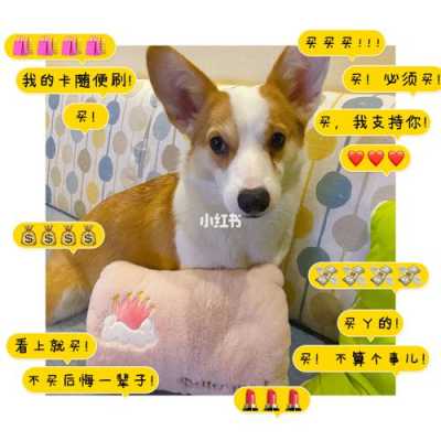 猫咪备孕要准备什么,备孕期间能用电热毯吗? 第3张 猫咪备孕要准备什么,备孕期间能用电热毯吗? 第3张