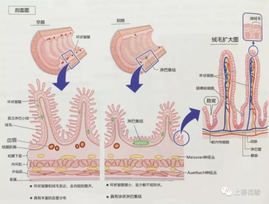肠上皮的结构特点,胎儿肠外漏导致原因 第1张 肠上皮的结构特点,胎儿肠外漏导致原因 第1张