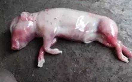 母猪下死胎是什么原因,胎儿死胎原因有哪些 第1张 母猪下死胎是什么原因,胎儿死胎原因有哪些 第1张