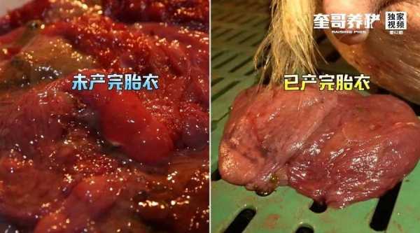 胎儿的胞衣(胎儿的胞衣是什么) 第3张 胎儿的胞衣(胎儿的胞衣是什么) 第3张