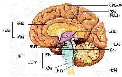 胎儿丘脑图(胎儿丘脑图片) 第2张 胎儿丘脑图(胎儿丘脑图片) 第2张