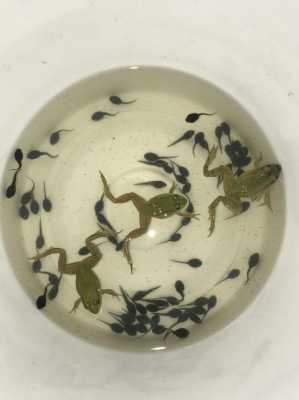 胎儿像蝌蚪(胎儿像蝌蚪?) 第3张 胎儿像蝌蚪(胎儿像蝌蚪?) 第3张